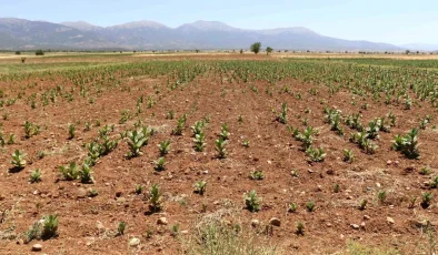 Denizli Barza Ovası Kuraklıkla Mücadele Ediyor