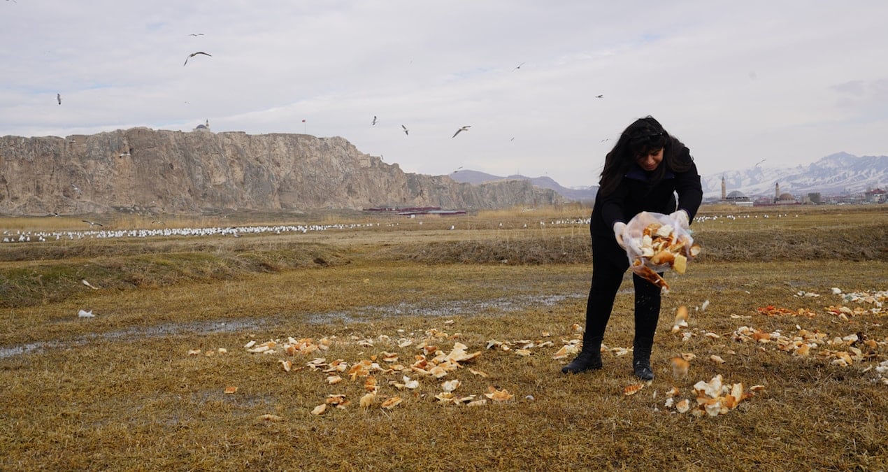 17 yıllık kuş sevgisi: Ekmek kırıntılarıyla binlerce kuşu besliyor