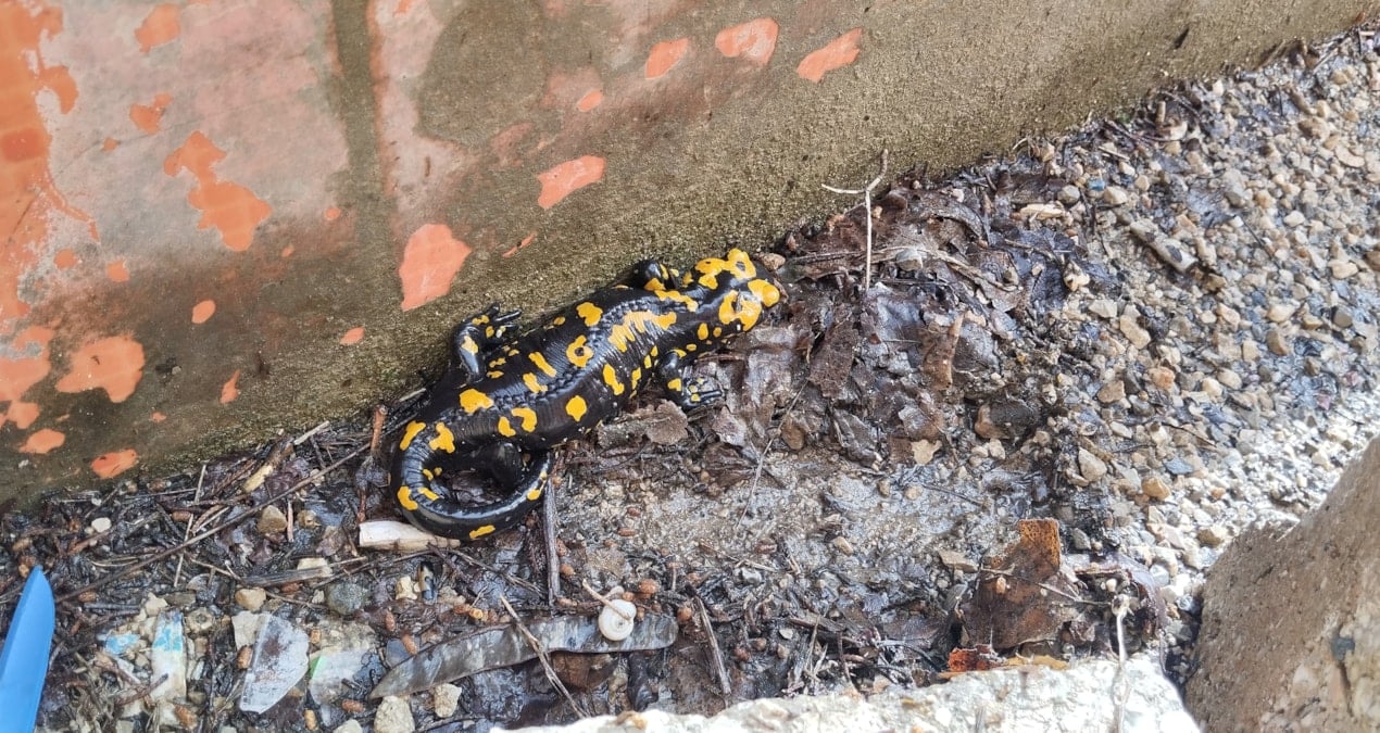 Adana’da nesli tehdit altındaki ‘sarı benekli semender’ görüldü