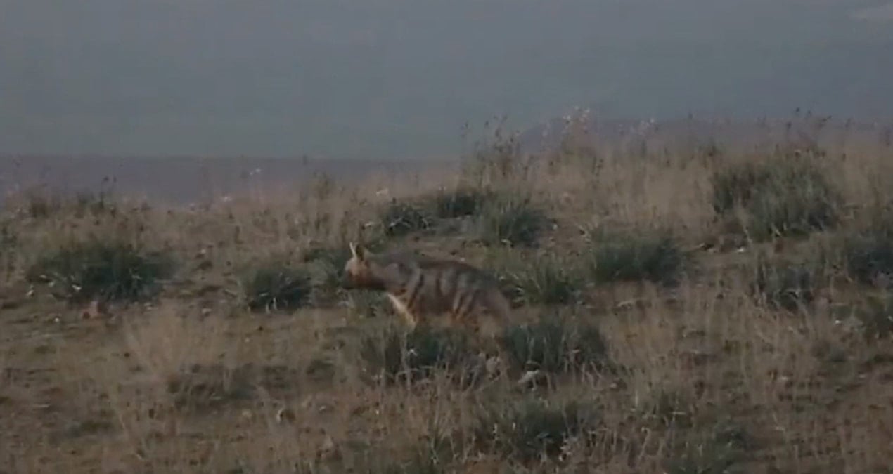 Hatay’da nesli tehlikede olan çizgili sırtlan ortaya çıktı
