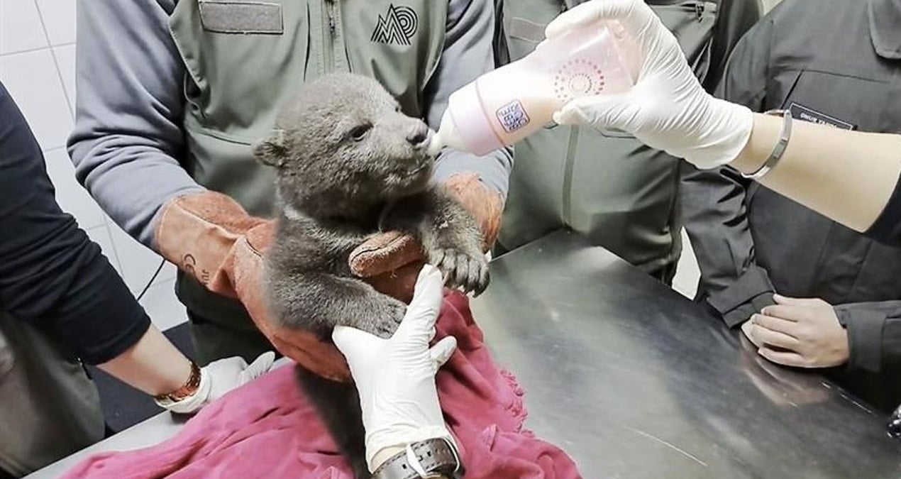 Ormanda yalnız ve bitkin bulundu: ‘Bulut’ artık güvende!